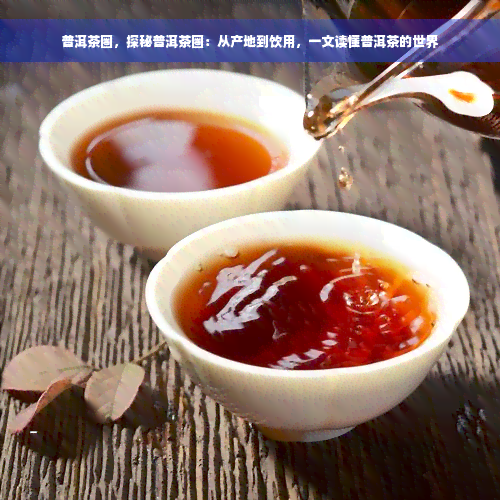 普洱茶圈，探秘普洱茶圈：从产地到饮用，一文读懂普洱茶的世界