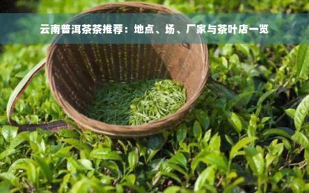 云南普洱茶茶推荐：地点、场、厂家与茶叶店一览