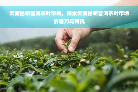 云南昆明普洱茶叶市场，探索云南昆明普洱茶叶市场的魅力与商机