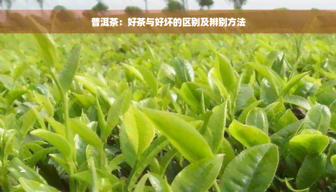 普洱茶：好茶与好坏的区别及辨别方法