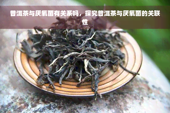 普洱茶与厌氧菌有关系吗，探究普洱茶与厌氧菌的关联性