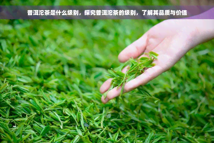 普洱沱茶是什么级别，探究普洱沱茶的级别，了解其品质与价值