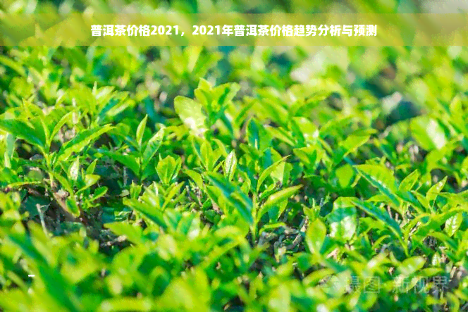 普洱茶价格2021，2021年普洱茶价格趋势分析与预测