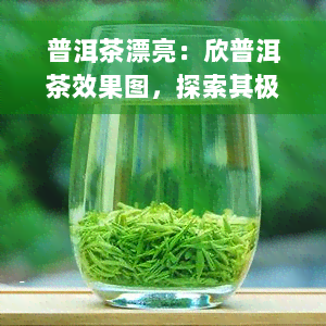 普洱茶漂亮：欣普洱茶效果图，探索其极致之美