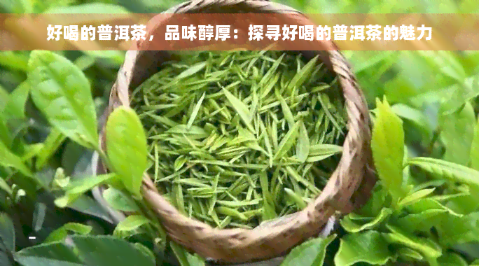 好喝的普洱茶，品味醇厚：探寻好喝的普洱茶的魅力