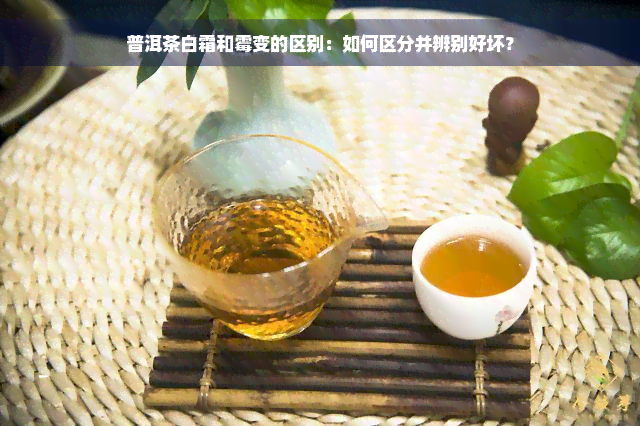 普洱茶白霜和霉变的区别：如何区分并辨别好坏？