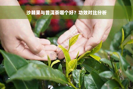 沙棘果与普洱茶哪个好？功效对比分析