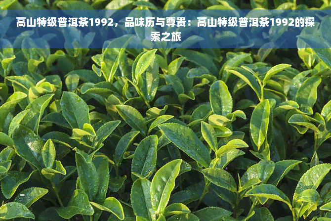 高山特级普洱茶1992，品味历与尊贵：高山特级普洱茶1992的探索之旅