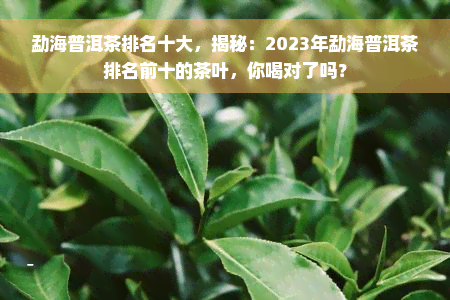 勐海普洱茶排名十大，揭秘：2023年勐海普洱茶排名前十的茶叶，你喝对了吗？