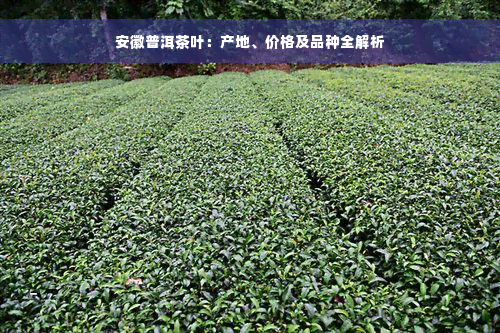 安徽普洱茶叶：产地、价格及品种全解析
