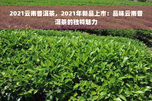 2021云南普洱茶，2021年新品上市：品味云南普洱茶的独特魅力