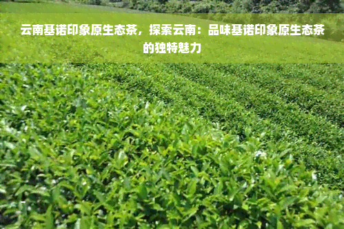 云南基诺印象原生态茶，探索云南：品味基诺印象原生态茶的独特魅力