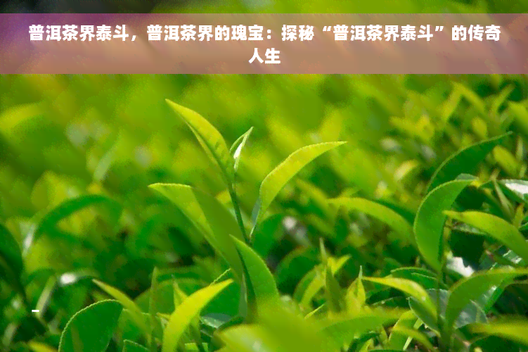 普洱茶界泰斗，普洱茶界的瑰宝：探秘“普洱茶界泰斗”的传奇人生