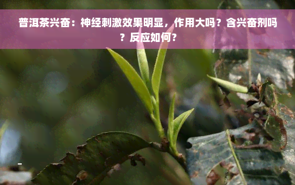 普洱茶兴奋：神经刺激效果明显，作用大吗？含 *** 吗？反应如何？