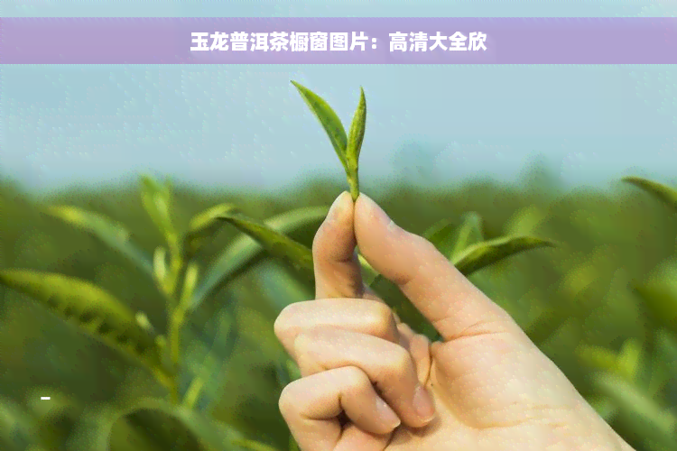 玉龙普洱茶橱窗图片：高清大全欣