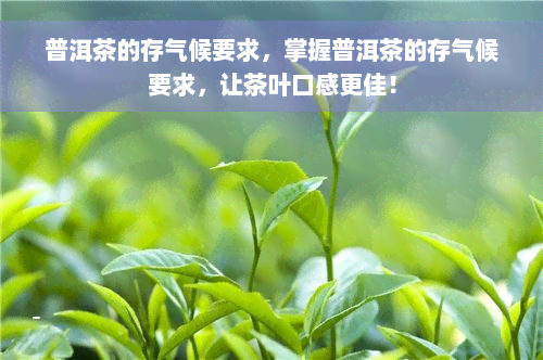 普洱茶的存气候要求，掌握普洱茶的存气候要求，让茶叶口感更佳！