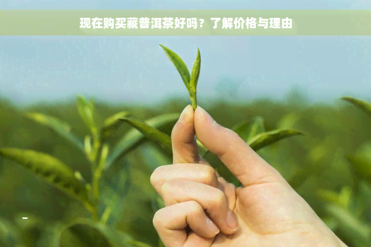 现在购买藏普洱茶好吗？了解价格与理由