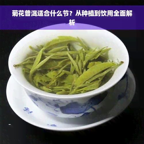 菊花普洱适合什么节？从种植到饮用全面解析