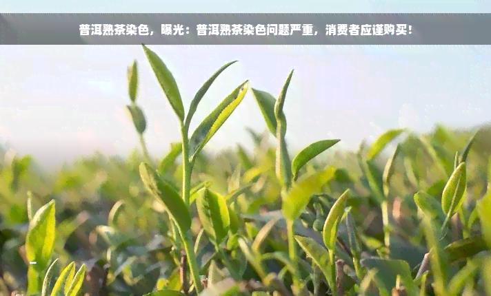 普洱熟茶染色，曝光：普洱熟茶染色问题严重，消费者应谨购买！