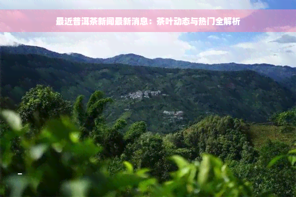 最近普洱茶新闻最新消息：茶叶动态与热门全解析