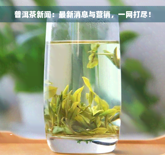 普洱茶新闻：最新消息与营销，一网打尽！