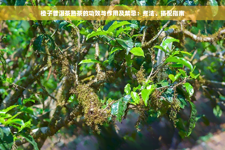 橙子普洱茶熟茶的功效与作用及禁忌：煮法、搭配指南