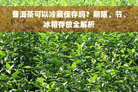 普洱茶可以冷藏保存吗？期限、节、冰箱存放全解析