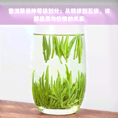 普洱茶品种等级划分：从特级到五级，详解品质与价格的关系