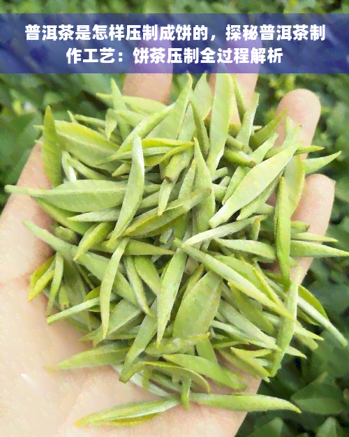 普洱茶是怎样压制成饼的，探秘普洱茶制作工艺：饼茶压制全过程解析