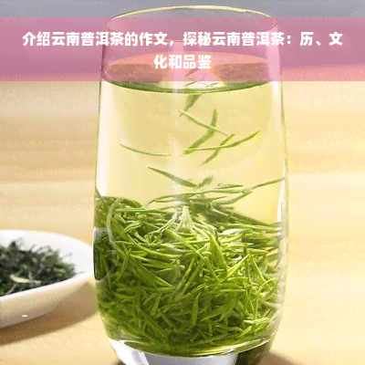 介绍云南普洱茶的作文，探秘云南普洱茶：历、文化和品鉴