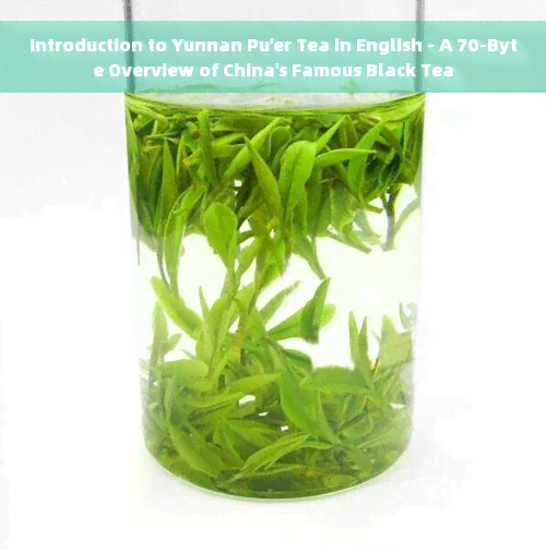 Introduction to Yunnan Pu'er Tea in English - A 70-Byte Overview of China's Famous Black Tea