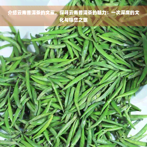 介绍云南普洱茶的文案，探寻云南普洱茶的魅力：一次深度的文化与味觉之旅