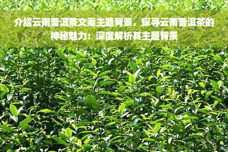 介绍云南普洱茶文案主题背景，探寻云南普洱茶的神秘魅力：深度解析其主题背景