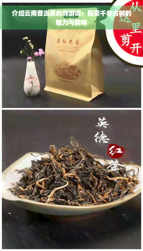 介绍云南普洱茶的导游词：探索千年古树的魅力与韵味