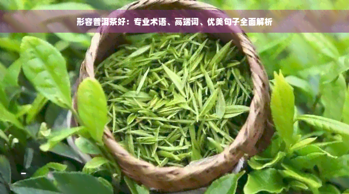 形容普洱茶好：专业术语、高端词、优美句子全面解析