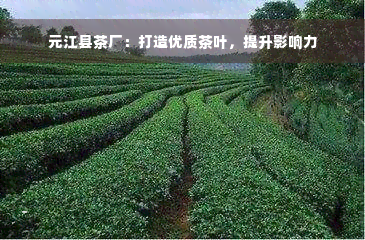 元江县茶厂：打造优质茶叶，提升影响力