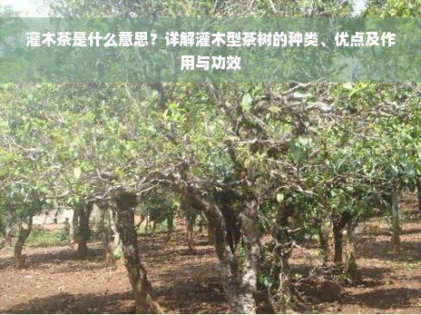 灌木茶是什么意思？详解灌木型茶树的种类、优点及作用与功效