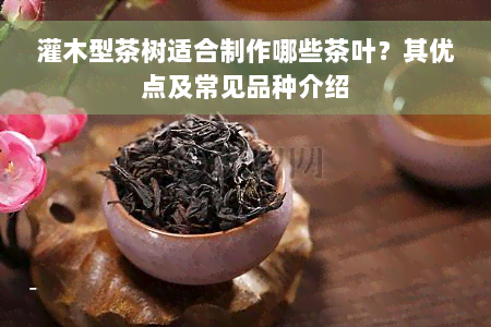灌木型茶树适合制作哪些茶叶？其优点及常见品种介绍