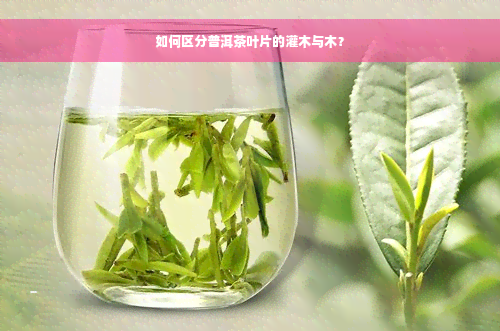 如何区分普洱茶叶片的灌木与木？