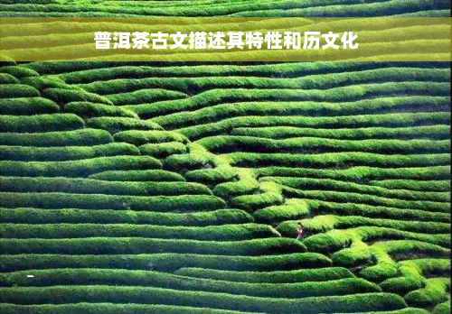 普洱茶古文描述其特性和历文化