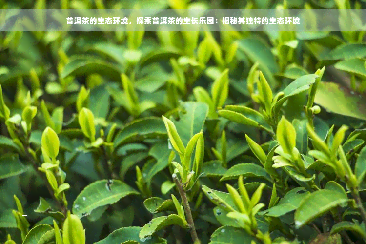 普洱茶的生态环境，探索普洱茶的生长乐园：揭秘其独特的生态环境