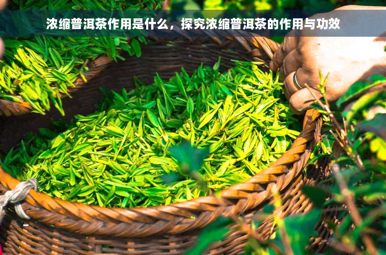 浓缩普洱茶作用是什么，探究浓缩普洱茶的作用与功效