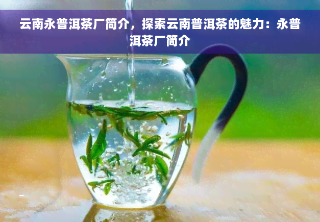云南永普洱茶厂简介，探索云南普洱茶的魅力：永普洱茶厂简介
