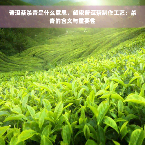 普洱茶杀青是什么意思，解密普洱茶制作工艺：杀青的含义与重要性