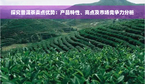 探究普洱茶卖点优势：产品特性、亮点及市场竞争力分析