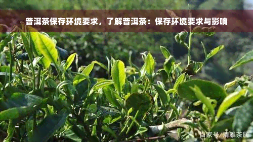 普洱茶保存环境要求，了解普洱茶：保存环境要求与影响