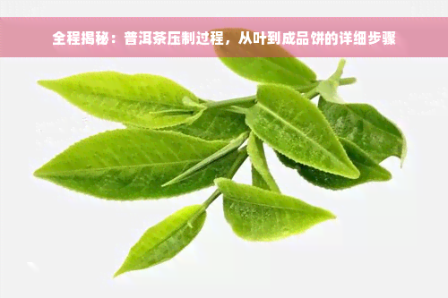 全程揭秘：普洱茶压制过程，从叶到成品饼的详细步骤