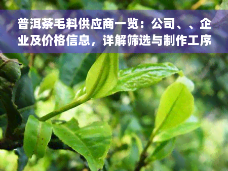 普洱茶毛料供应商一览：公司、、企业及价格信息，详解筛选与制作工序