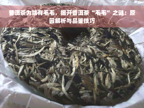 普洱茶为啥有毛毛，揭开普洱茶“毛毛”之谜：原因解析与品鉴技巧