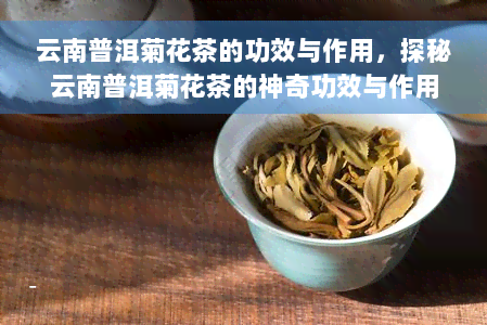 云南普洱菊花茶的功效与作用，探秘云南普洱菊花茶的神奇功效与作用
